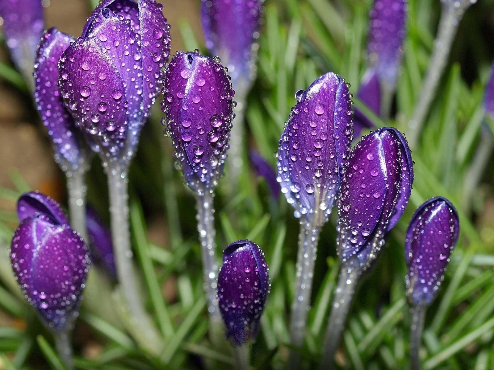 Download Water Drop Flower Nature Crocus Wallpaper | 1600x1200 ...