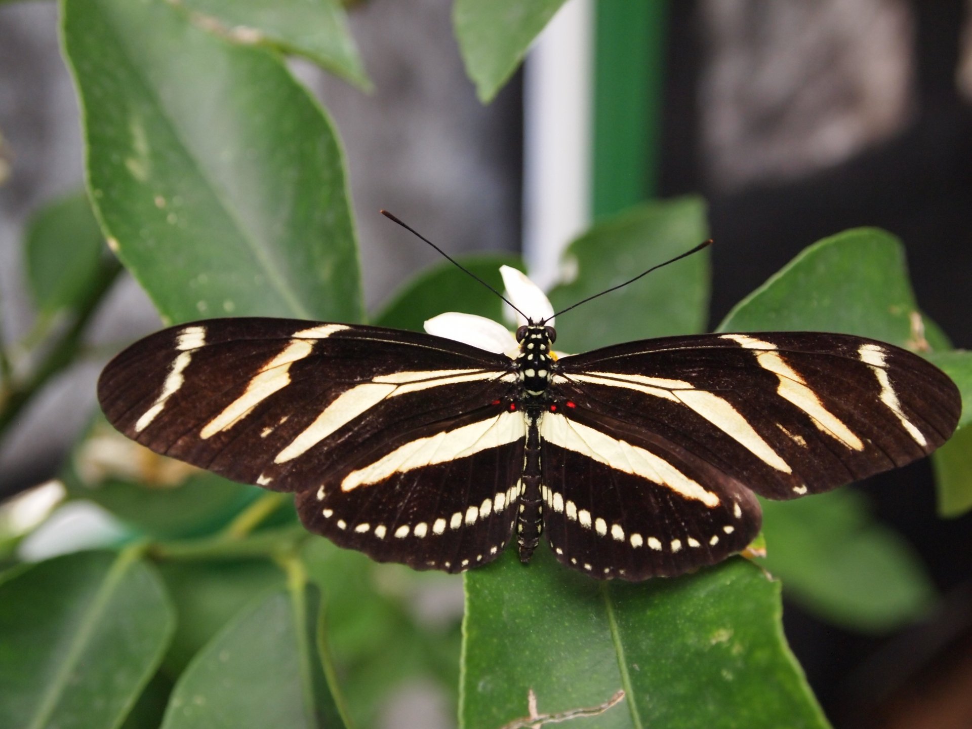 Farfalla 16 by mikevero