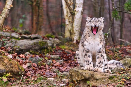 HD PC desktop wallpaper featuring a snow leopard sitting on a rock with its mouth open in a forest setting during autumn.
