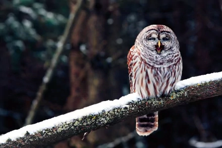 Barred owl perched on a snow-dusted branch in a dark forest — bird/animal HD PC desktop wallpaper background.
