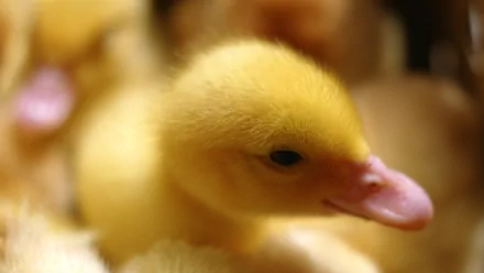 Animal cute HD Desktop Wallpaper | Background Image