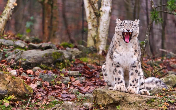 HD PC desktop wallpaper featuring a snow leopard sitting on a rock with its mouth open in a forest setting during autumn.