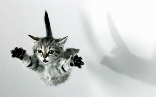 Animales Gato Gatos Kitten Falling Green Eyes Fondo de pantalla HD | Fondo de Escritorio
