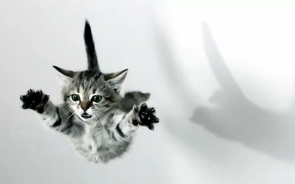 kitten Animal cat HD Desktop Wallpaper | Background Image