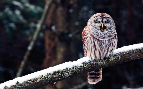 Barred owl perched on a snow-dusted branch in a dark forest — bird/animal HD PC desktop wallpaper background.