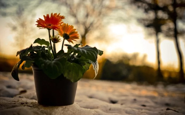 potted plant man made flower HD Desktop Wallpaper | Background Image