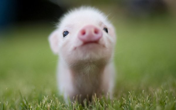 50+ Pig HD Wallpapers | Background Images