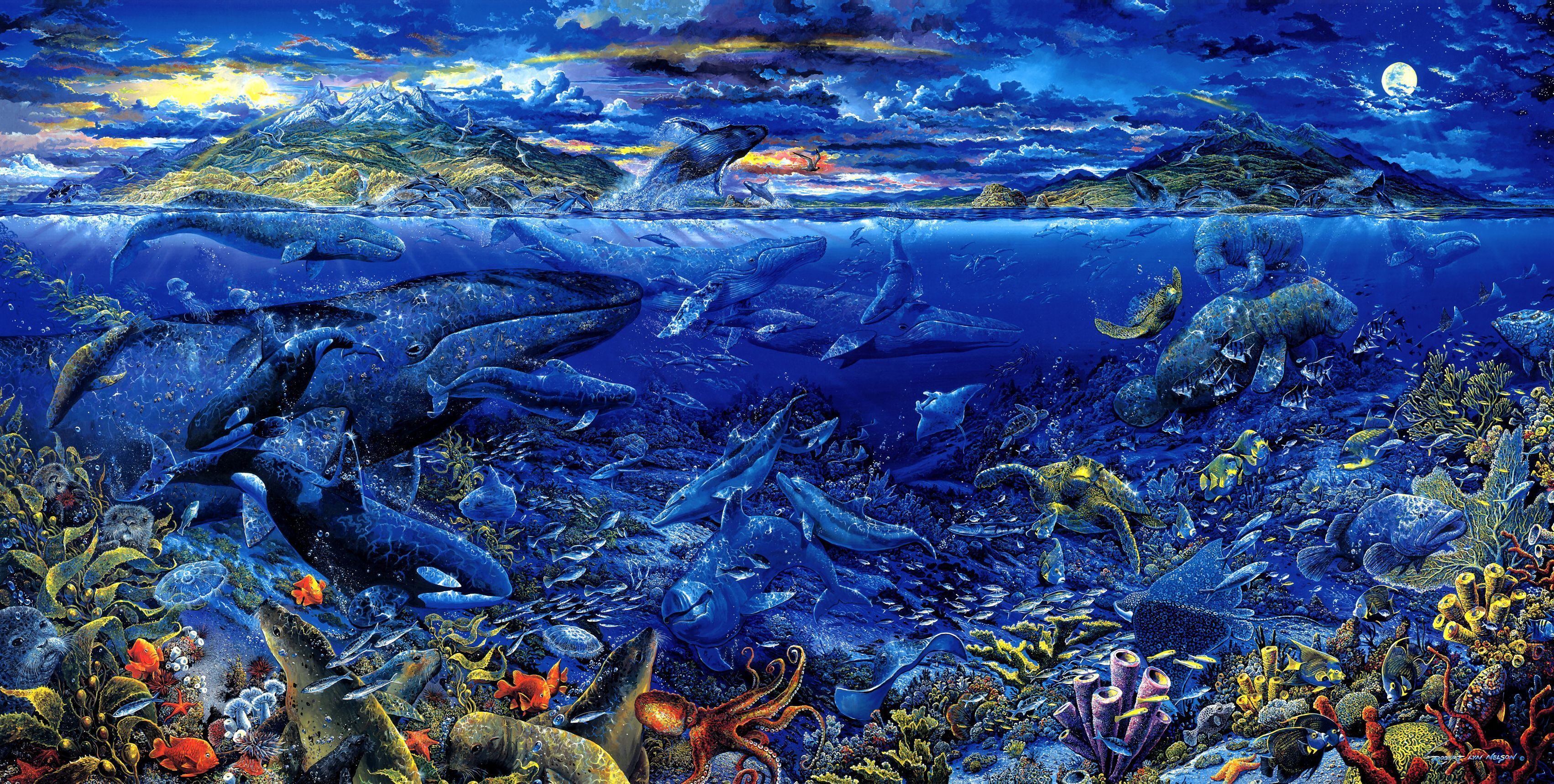 Animal Sea Life HD Wallpaper