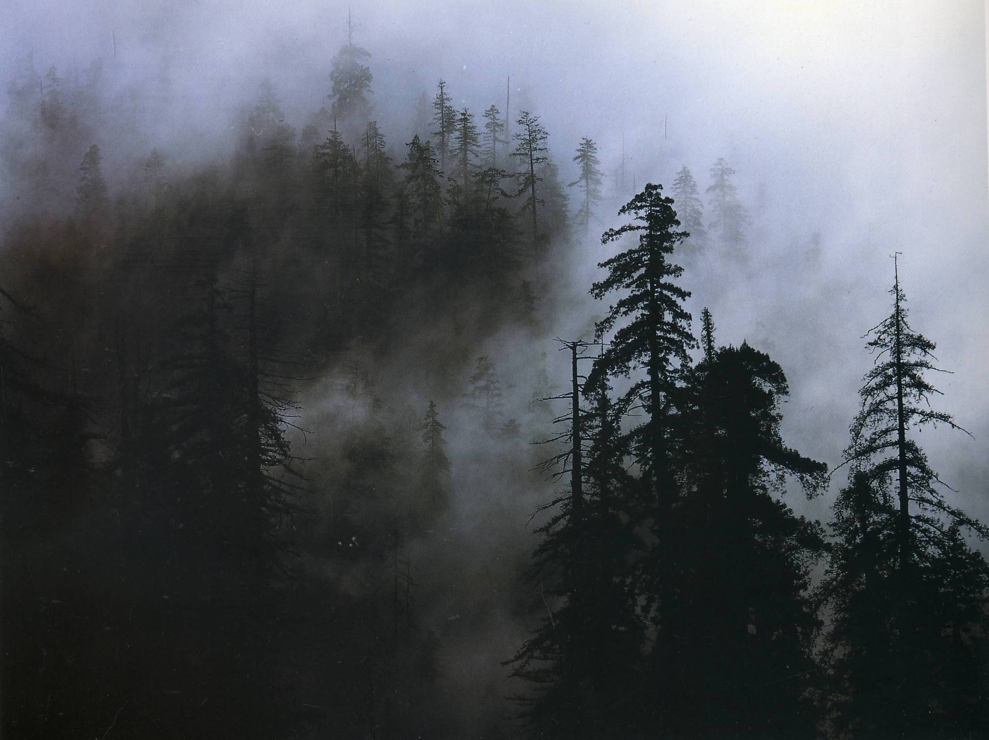 Nature Fog HD Wallpaper