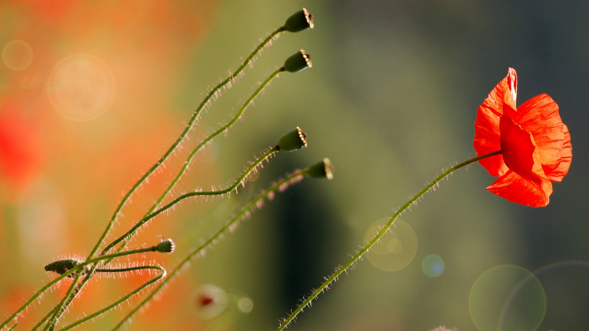 2K Quad HD PC desktop wallpaper and background: red poppy flower with green stems and seed pods against a soft bokeh nature backdrop.