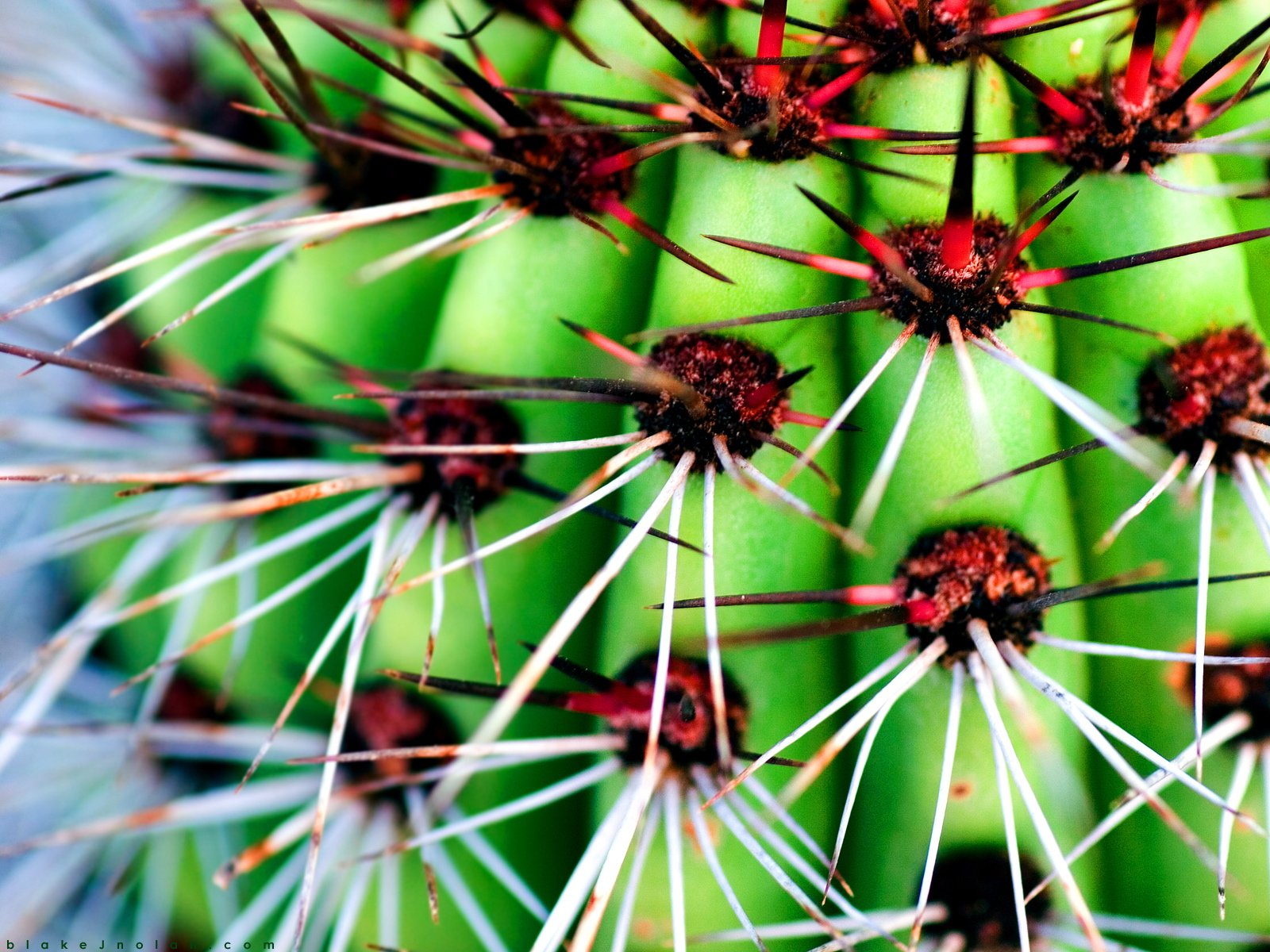 Close-up HD nature image of a green cactus with sharp spines, designed as a vibrant PC desktop wallpaper and background.