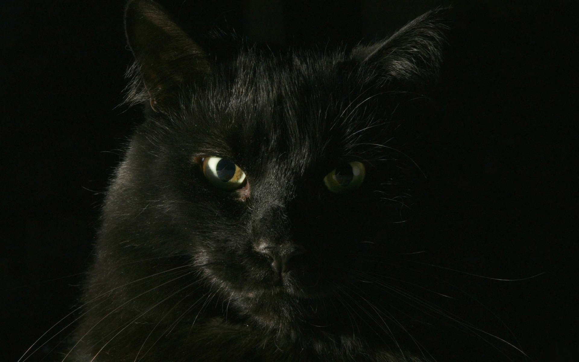 HD desktop wallpaper of a black cat with piercing green eyes, partially illuminated against a dark background.