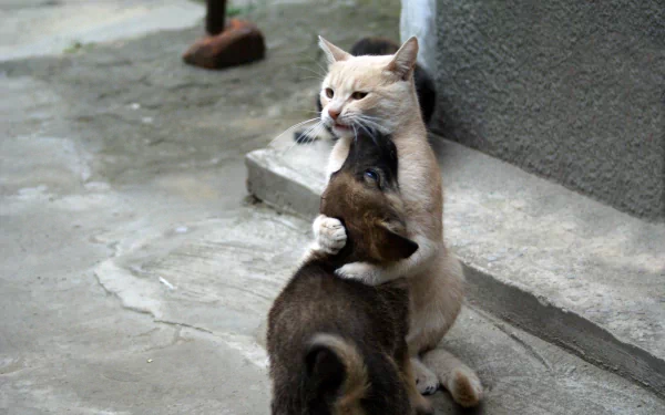 Cute HD wallpaper showing a beige cat hugging a small puppy on a concrete ground. Tags include hug, puppy, cat, animal, and cute.