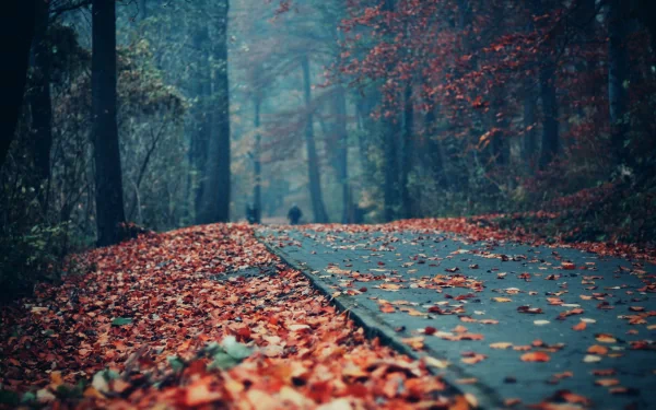 HD photography wallpaper of a serene fall forest scene with a leaf-covered path winding through tall trees in autumn colors.