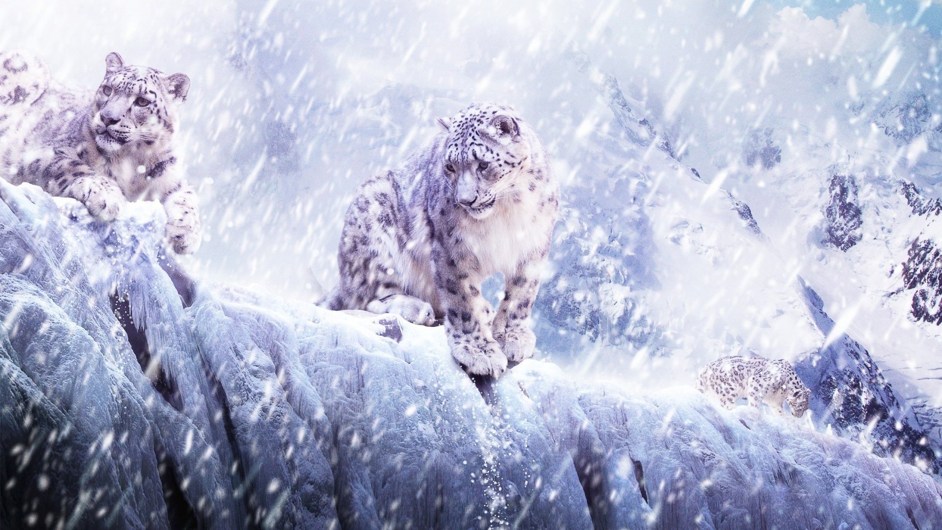 HD PC desktop wallpaper of snow leopards in a snowy, winter mountain landscape with heavy snowfall creating a serene and wild atmosphere.