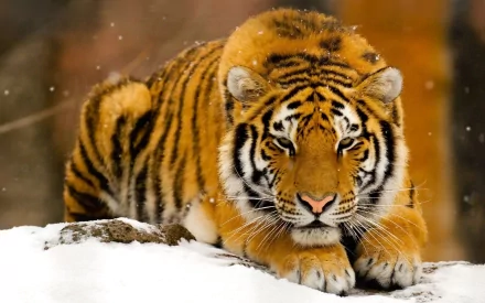 HD wallpaper featuring a majestic tiger staring intently, lying on a snowy surface against a blurred background.