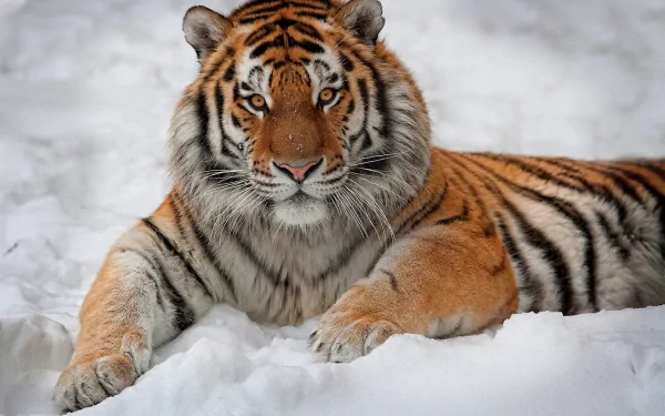 A majestic Amur tiger rests in a snowy landscape, showcasing its striking orange fur and bold black stripes, creating a stunning HD desktop wallpaper.