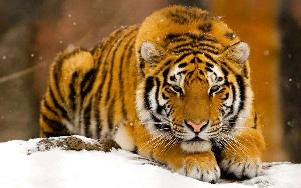 HD wallpaper featuring a majestic tiger staring intently, lying on a snowy surface against a blurred background.