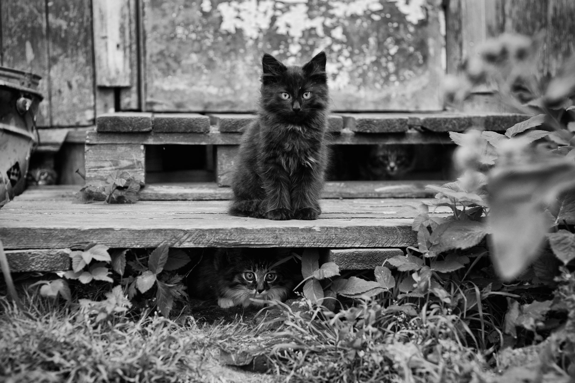 Black cat sitting on a wooden bench with another cat partially visible underneath, captured in a detailed black and white HD PC desktop wallpaper.