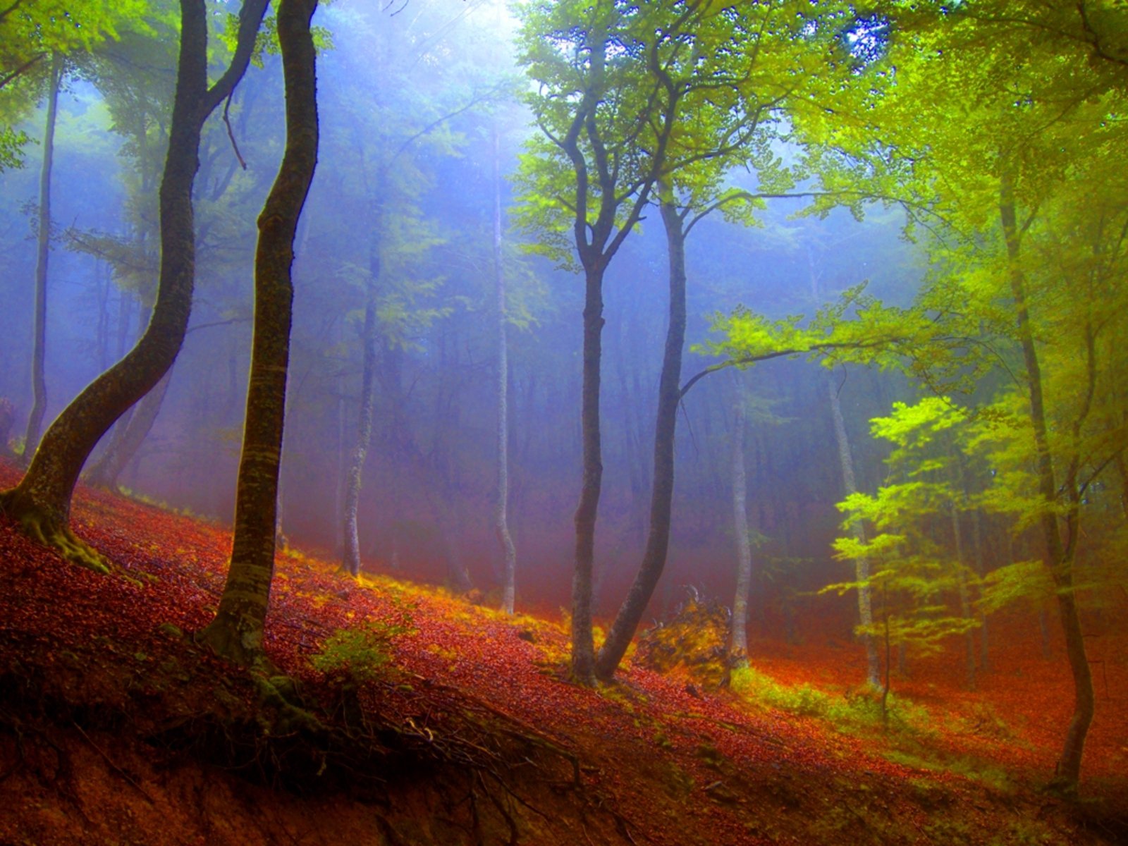 Download Tree Fog Nature Forest Wallpaper