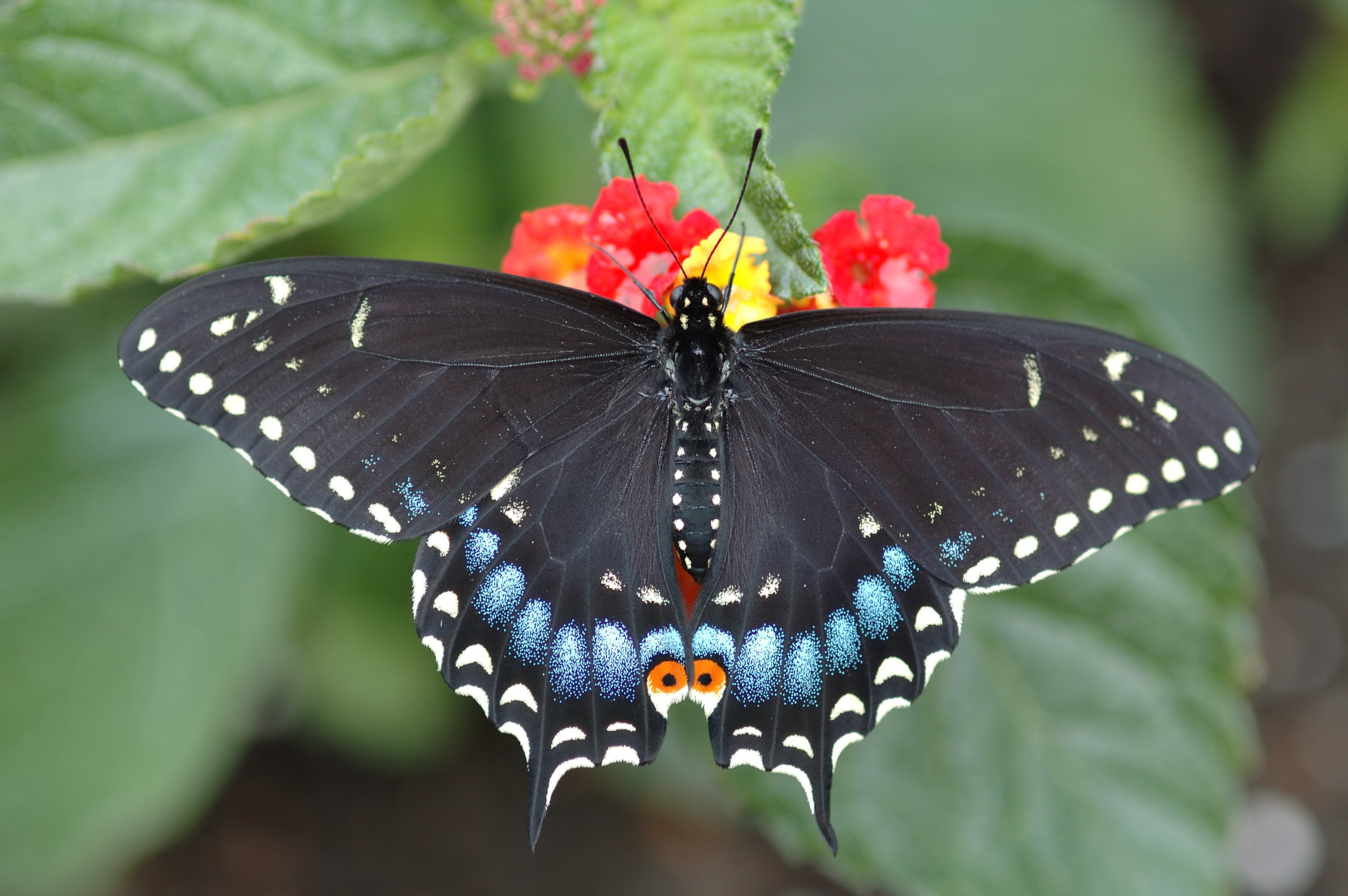 Butterfly HD Wallpaper | Background Image | 3008x2000 | ID:240249 - Wallpaper Abyss