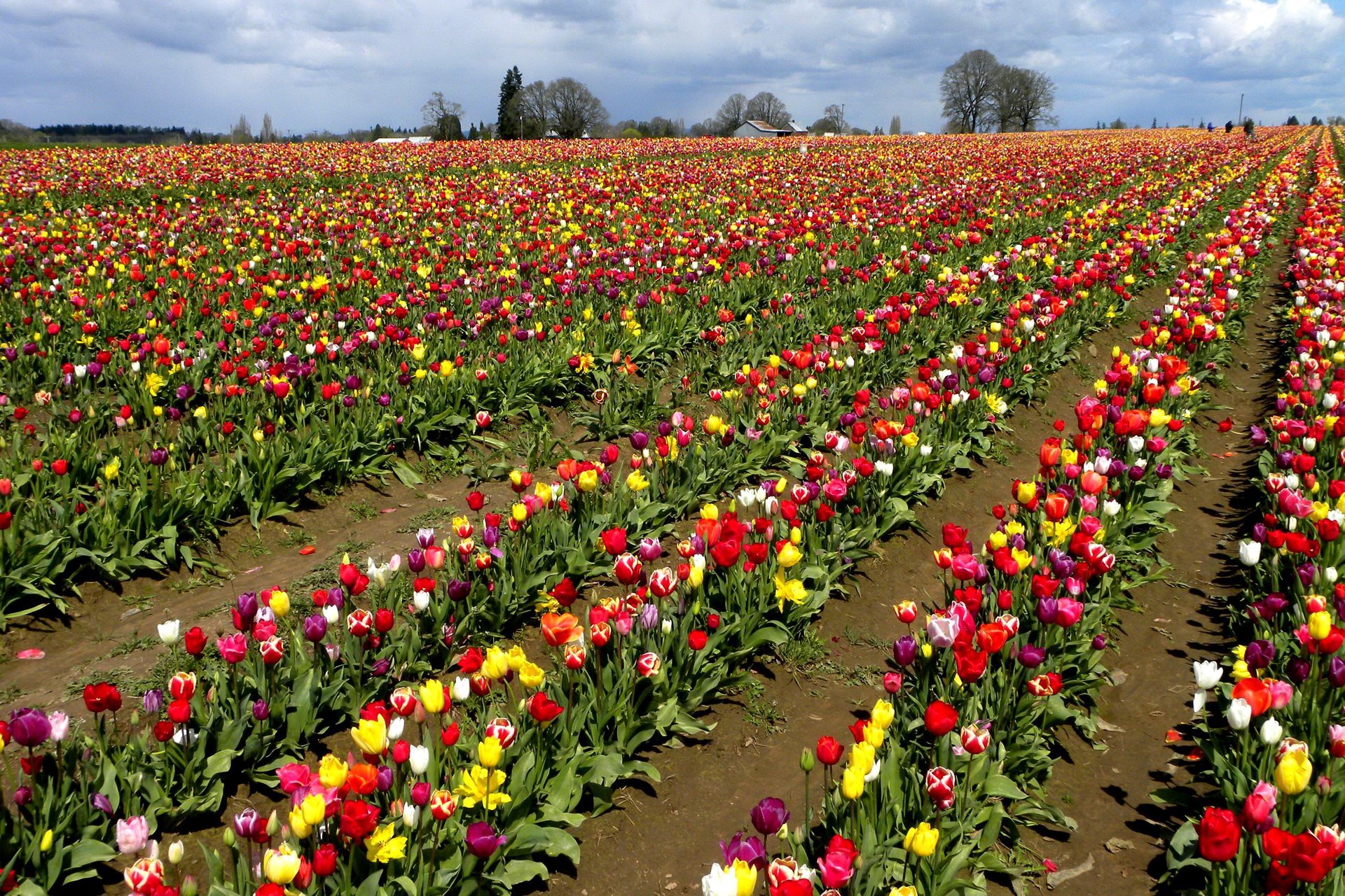 Download Flower Field Nature Tulip HD Wallpaper