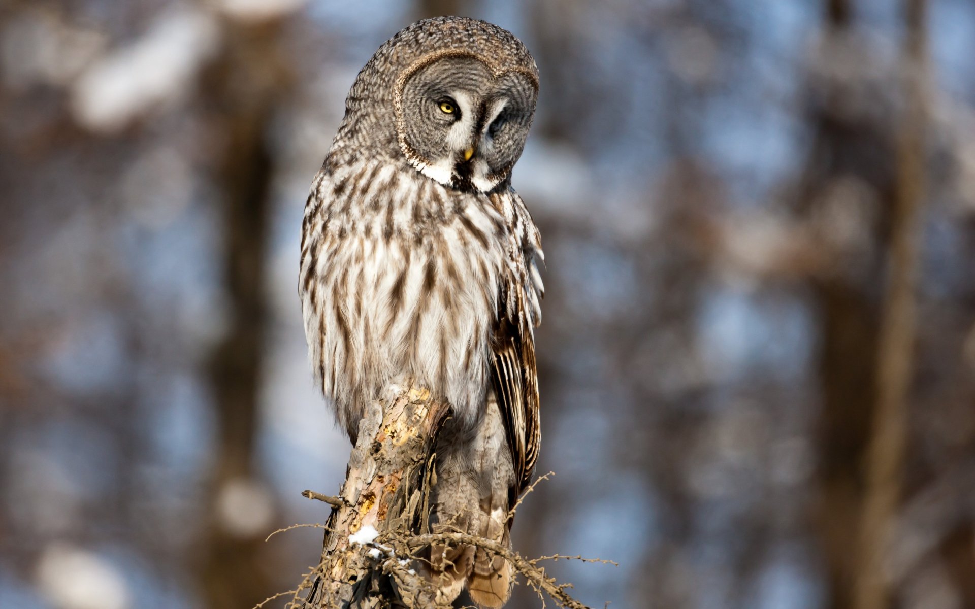 Animal Great Grey Owl HD Wallpaper   Thumb 1920 240659 