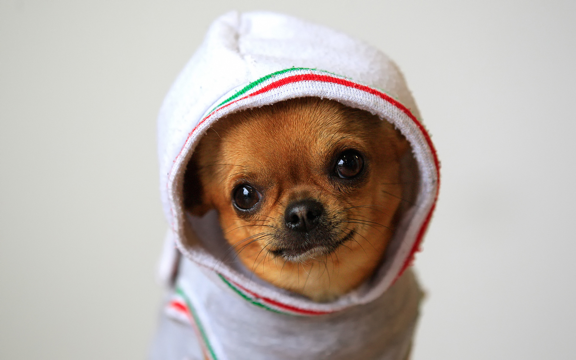 Animal Chihuahua HD Wallpaper | Background Image