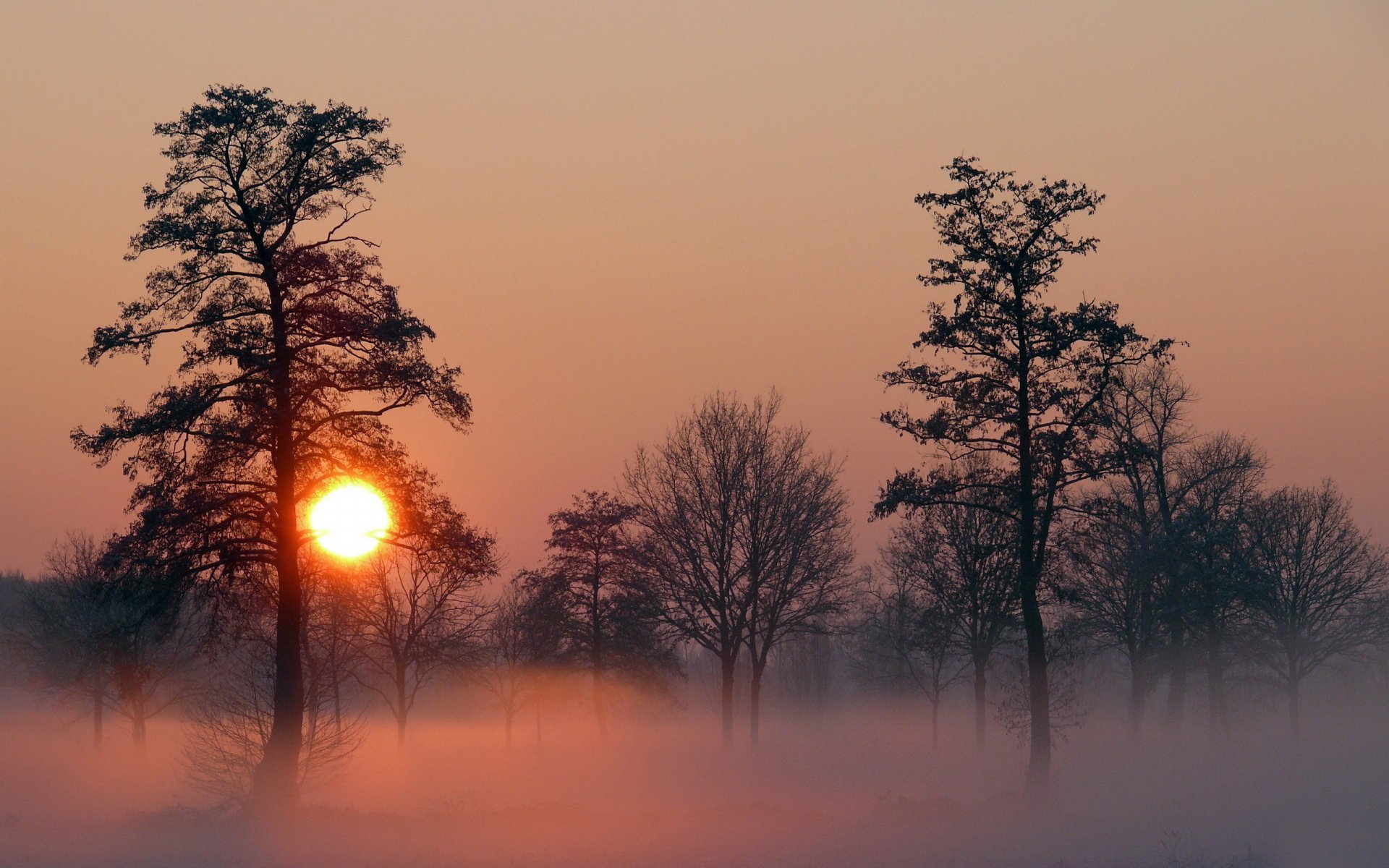 Fog Full HD Wallpaper and Background Image | 2560x1600 | ID:241275