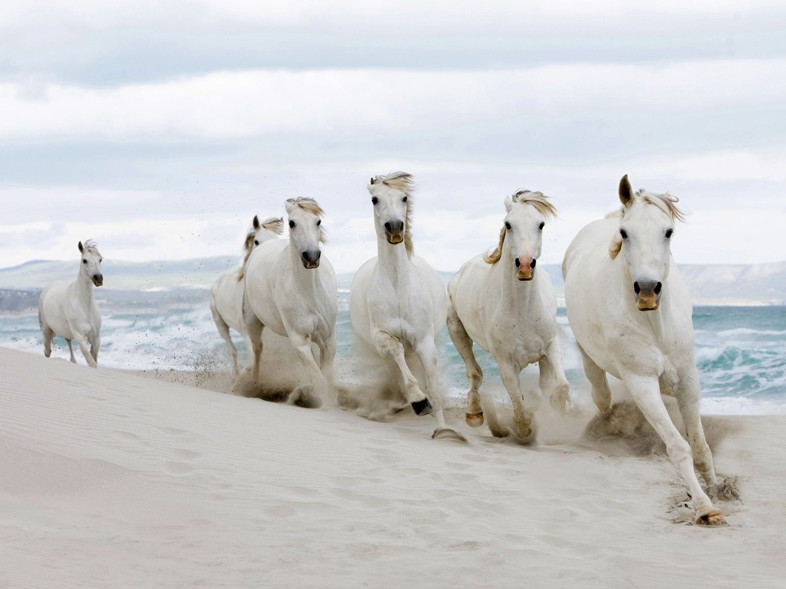 A dynamic scene of five white horses galloping along a sandy beach, with waves crashing in the background, serving as a stunning HD PC desktop wallpaper and background.