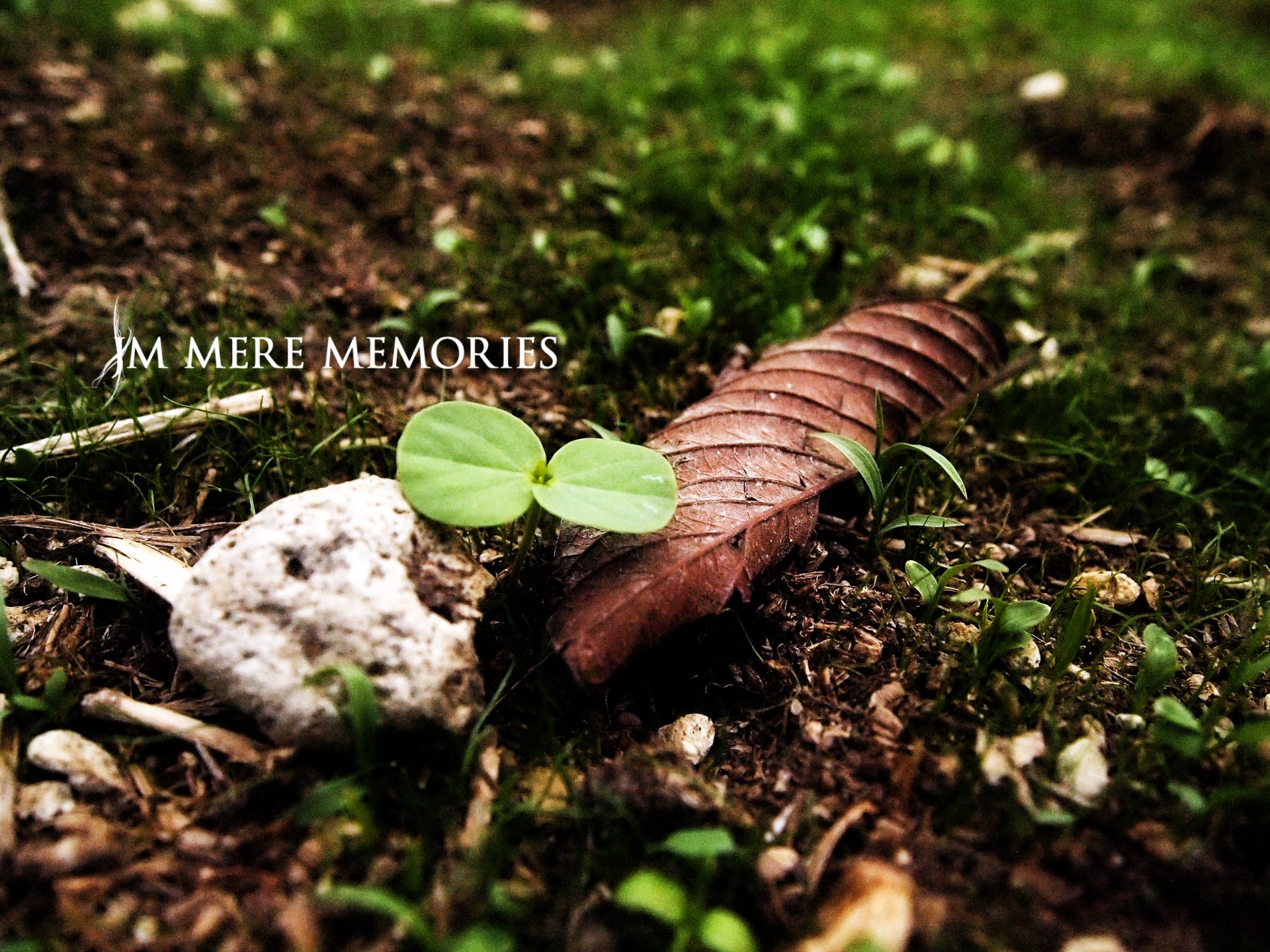 Download Photography Close-up HD Wallpaper by sylphseeker