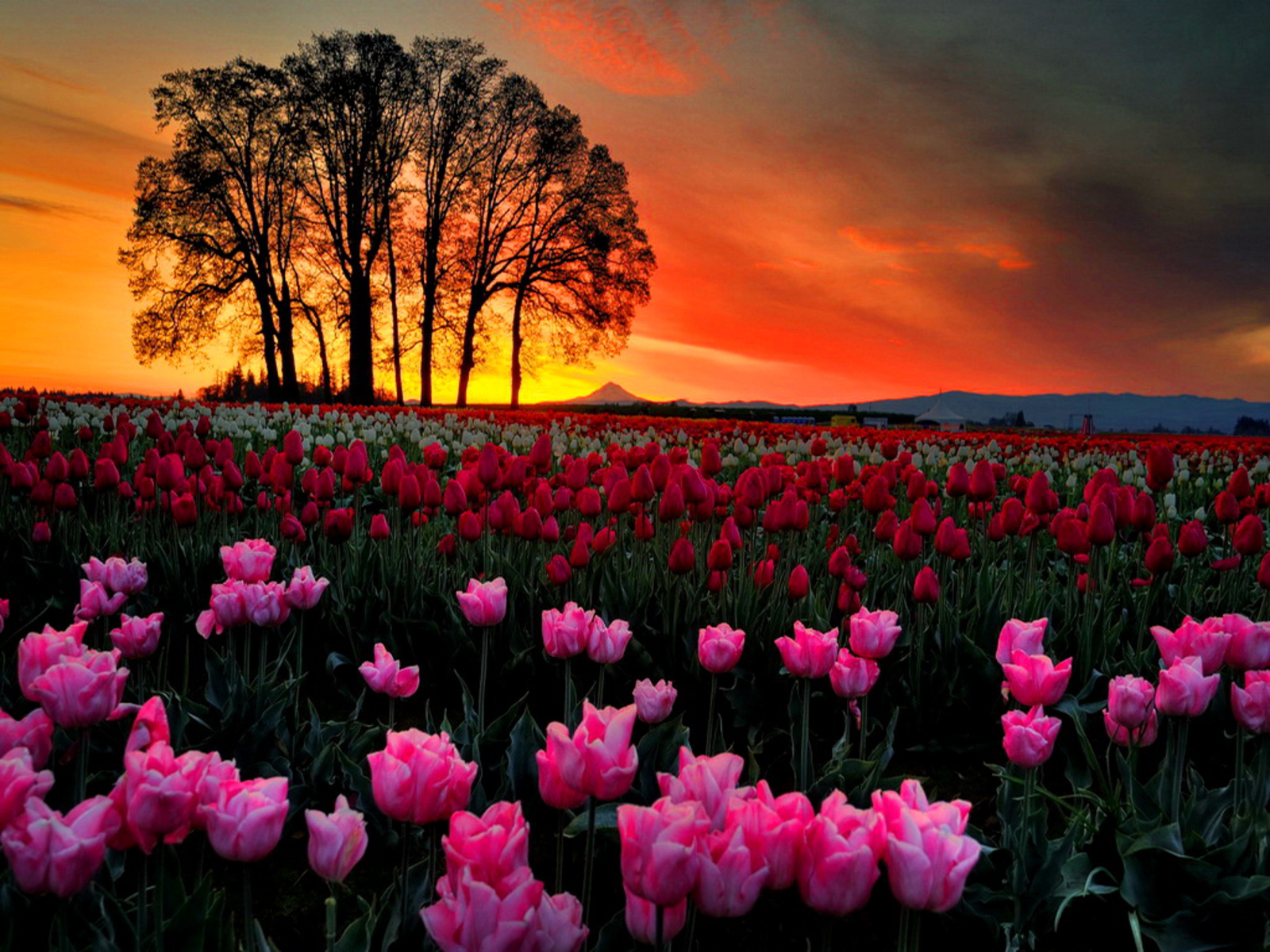 Top 100+ imagen fondos de pantalla tulipanes 