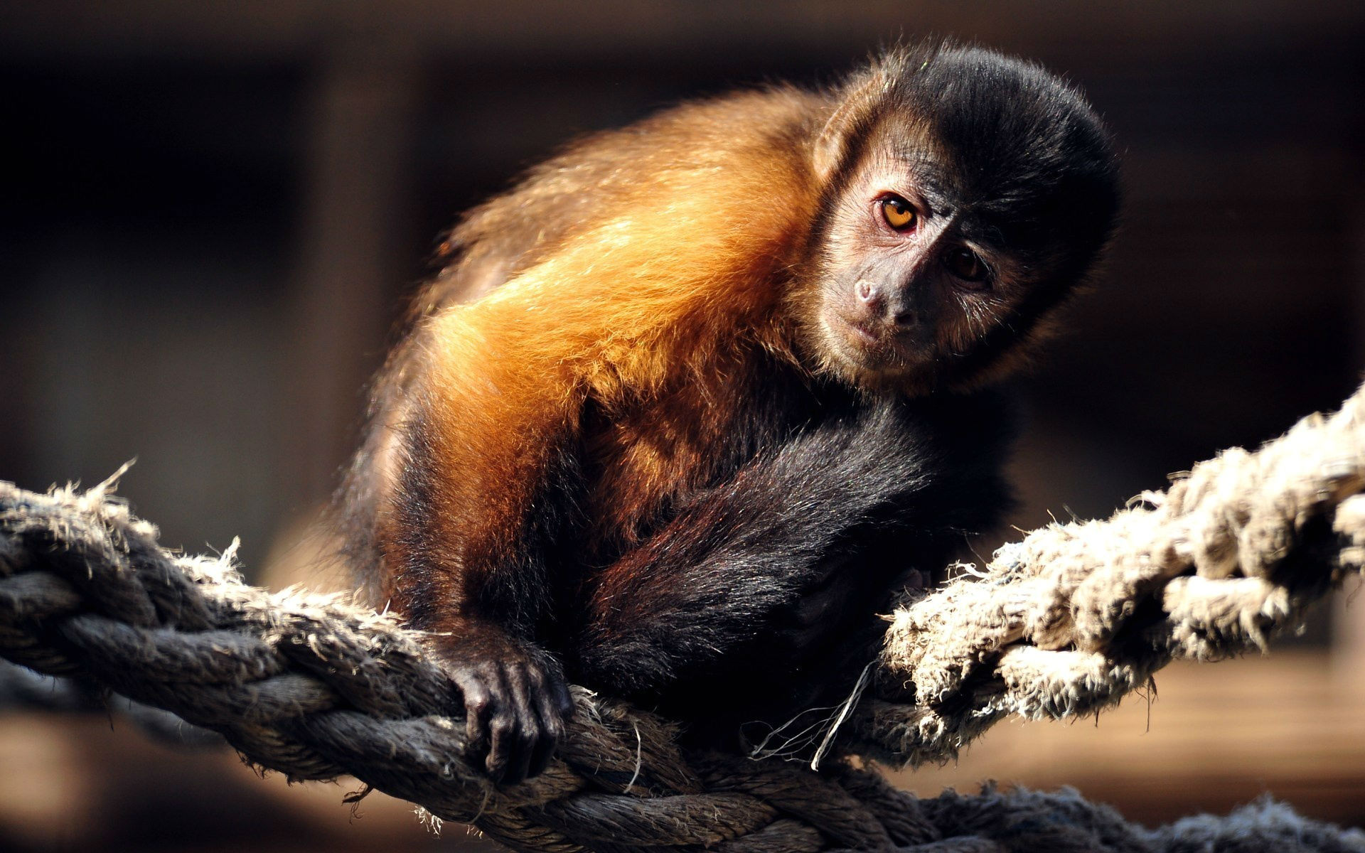 Animal Monkey HD Wallpaper | Background Image
