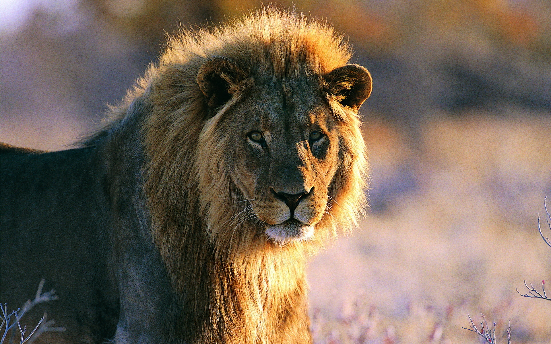 Lion HD Wallpaper | Background Image | 1920x1200 | ID:242765