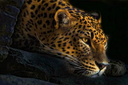 HD desktop wallpaper showcasing a close-up of a leopard's face in low light, highlighting its intense gaze and detailed fur pattern.