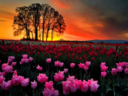 HD wallpaper of a vibrant tulip field with pink and red flowers at sunset. Trees are silhouetted against the colorful sky. Nature's beauty on display.