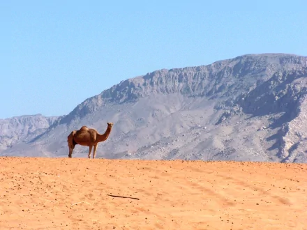 Animal camel HD Desktop Wallpaper | Background Image