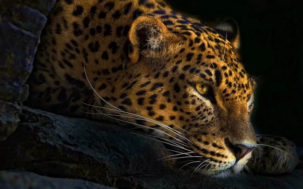 HD desktop wallpaper showcasing a close-up of a leopard's face in low light, highlighting its intense gaze and detailed fur pattern.