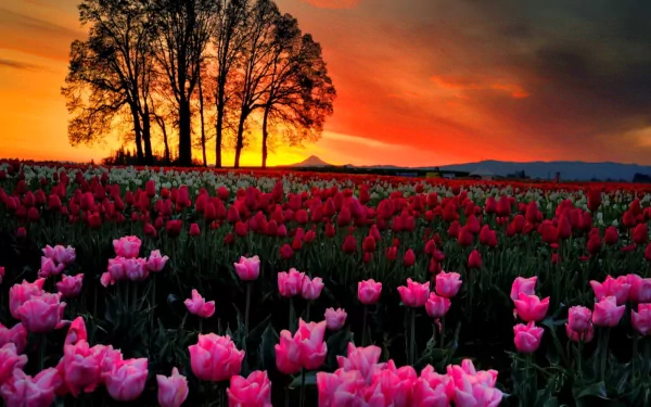 HD wallpaper of a vibrant tulip field with pink and red flowers at sunset. Trees are silhouetted against the colorful sky. Nature's beauty on display.