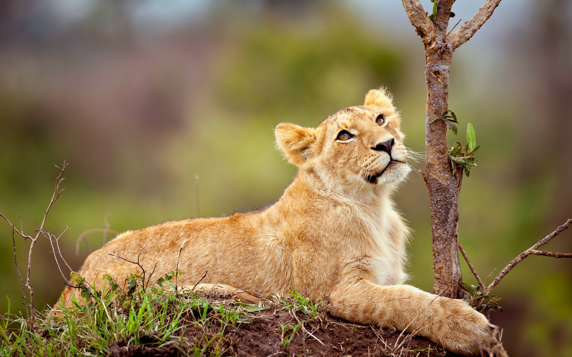 HD PC desktop wallpaper featuring a young lion resting on the ground, surrounded by natural greenery and a small tree in the background.