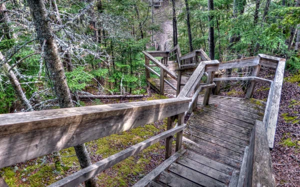 HDR photography showcases a detailed wooden staircase winding through a dense, green forest, presented in sharp 4K Ultra HD quality for a stunning PC desktop wallpaper.