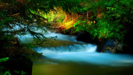 HD desktop wallpaper featuring a close-up view of a serene creek flowing through lush, vibrant green nature.