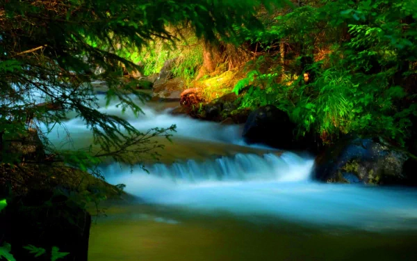 creek nature close-up HD Desktop Wallpaper | Background Image