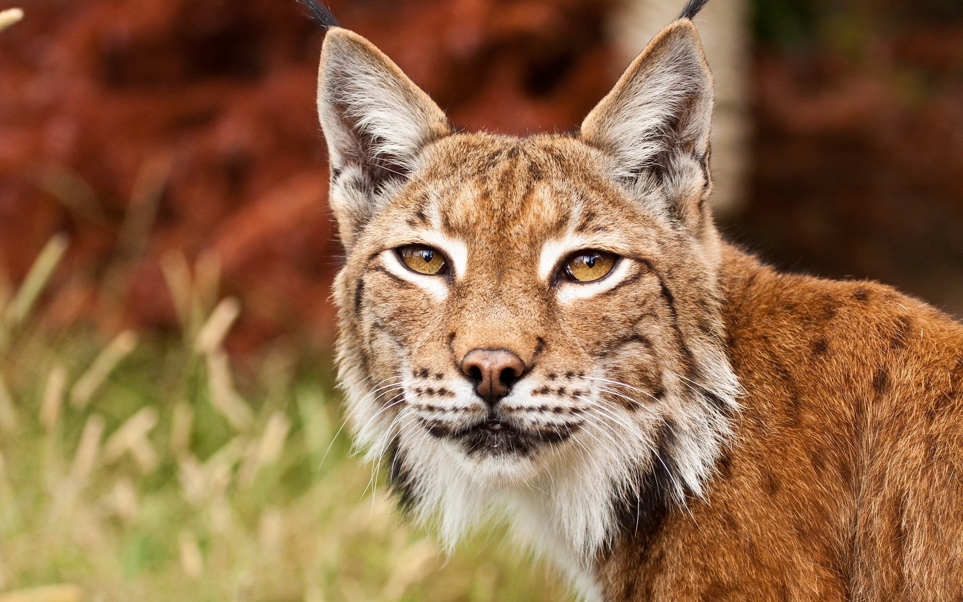 Animal Bobcat HD Wallpaper