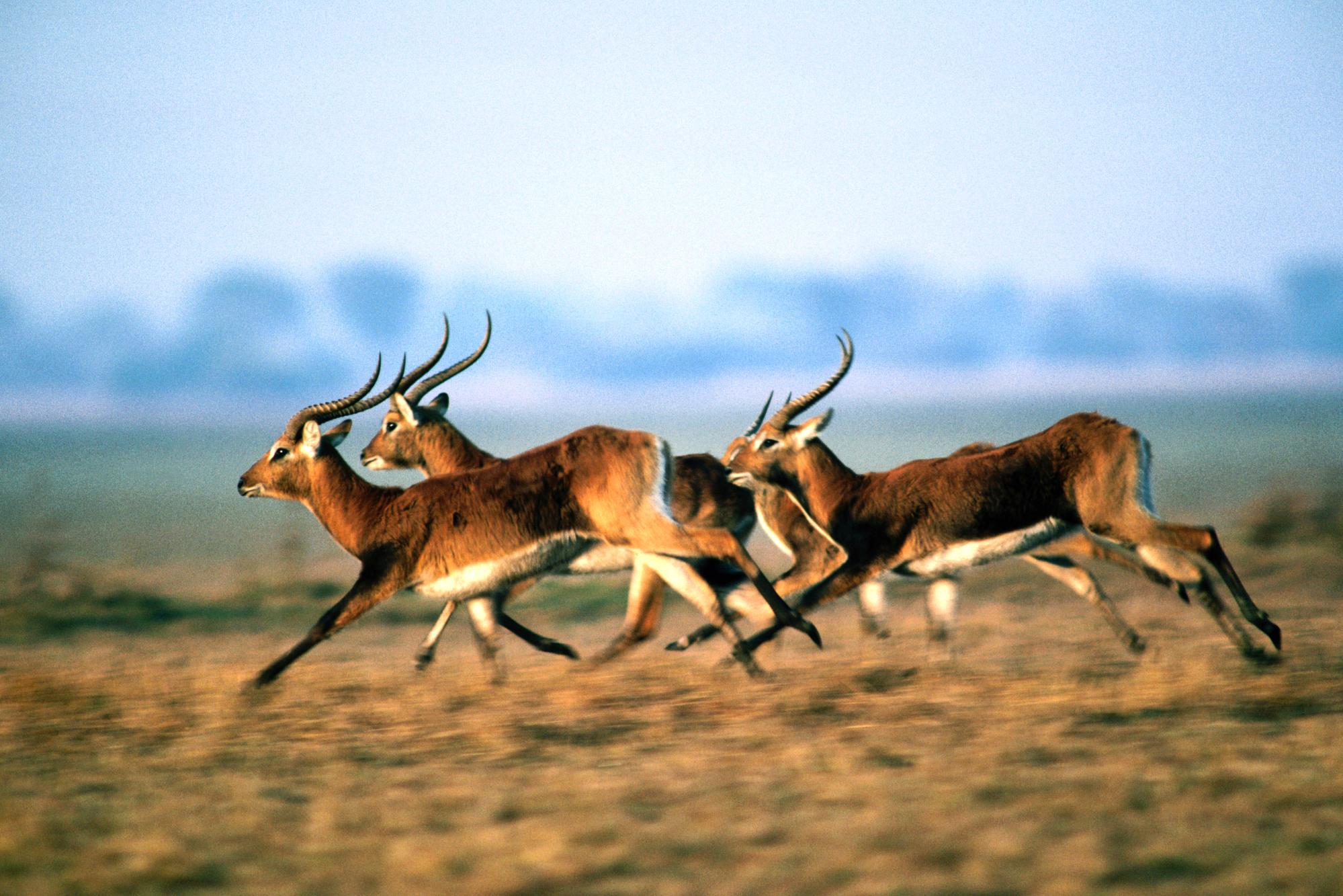 Animal Antelope HD Wallpaper | Background Image