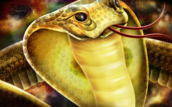 Animal Snake Reptiles Snakes HD Wallpaper | Background Image