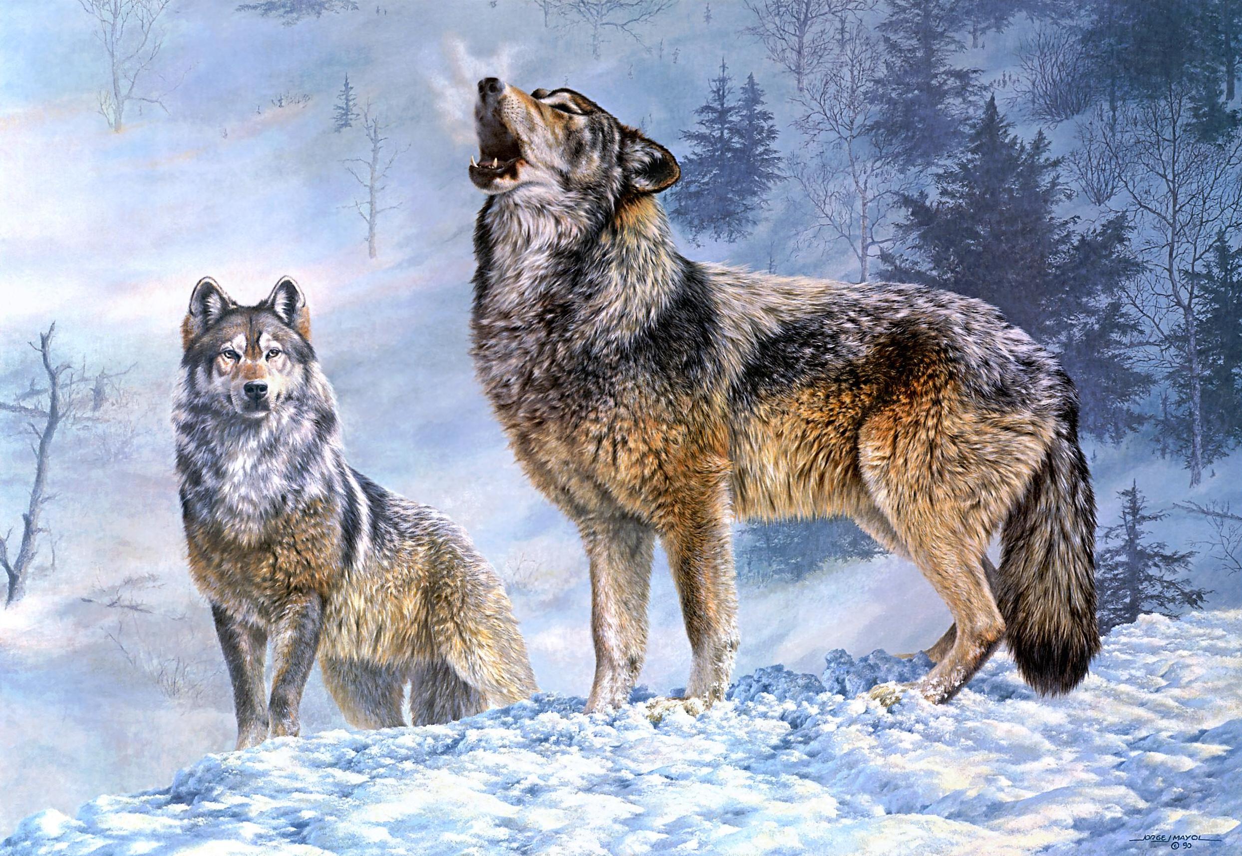 Download Animal Wolf HD Wallpaper by Jorge J.Mayol