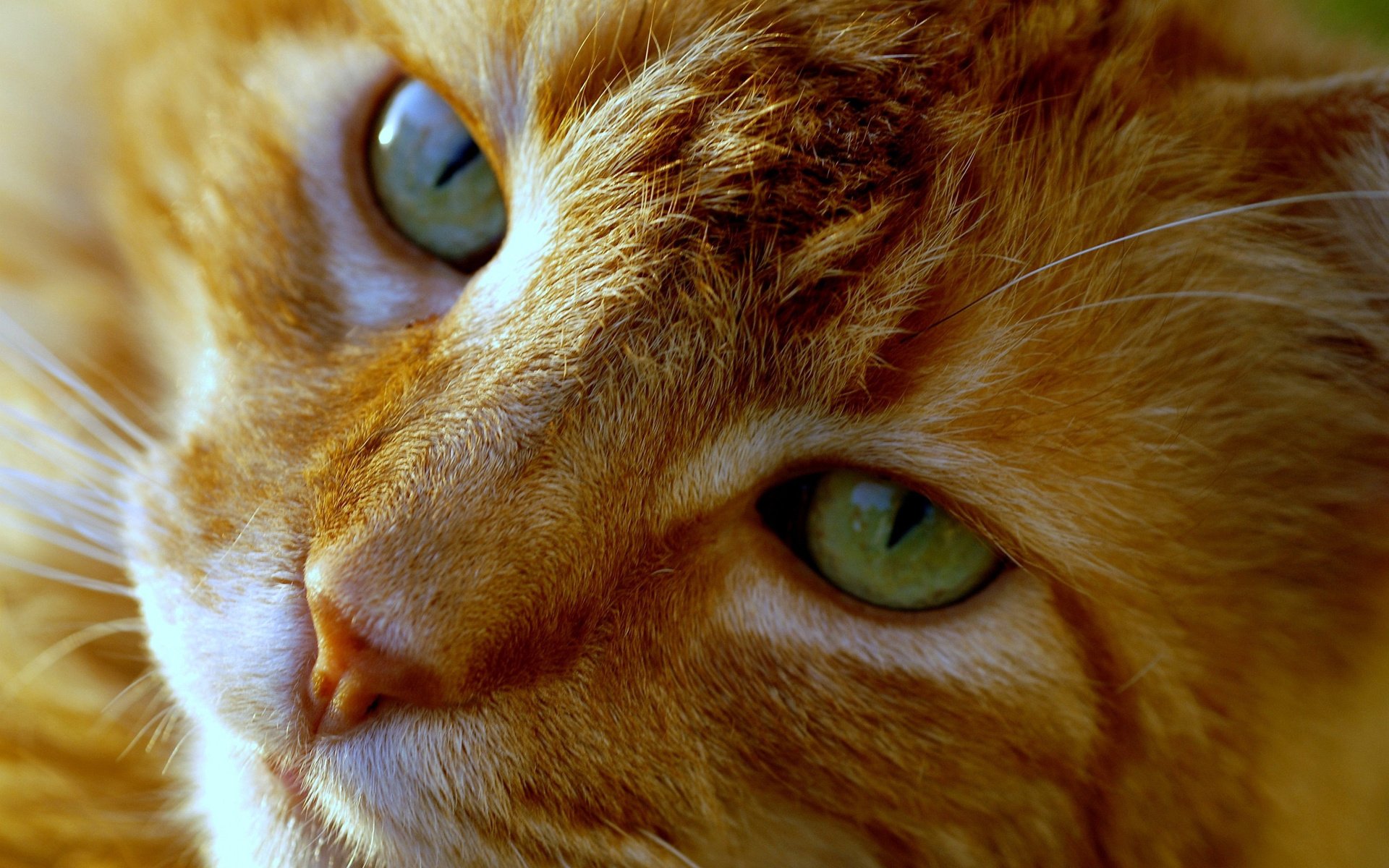 Рыжая кошка с зелеными глазами