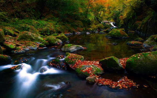 Earth Stream Fall Forest Leaf River HD Wallpaper | Background Image