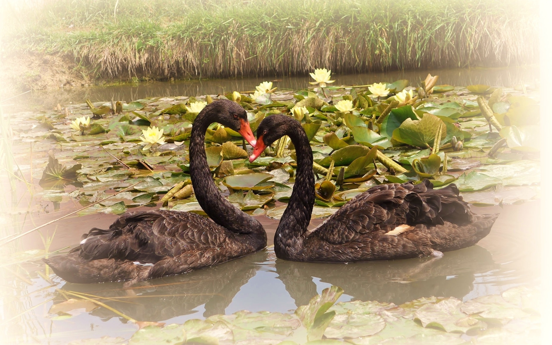 Black Swan HD Wallpaper | Background Image | 1920x1200